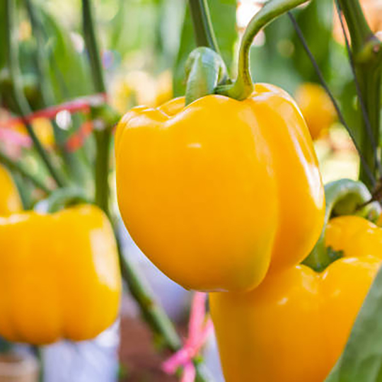 Paprikaplanta Paprika 'Theos'