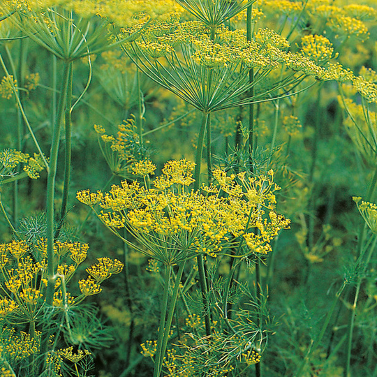Dill 'Oliver'