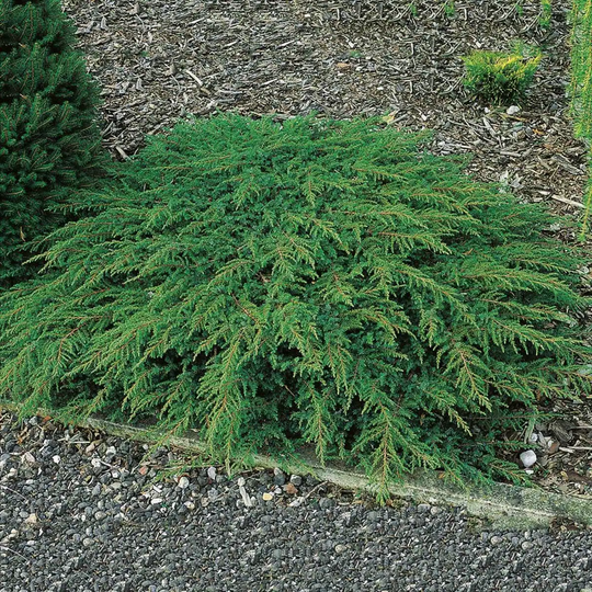 Goliat Japansk Ädelcypress Nana Gracilis 20-25 cm, 5-pack