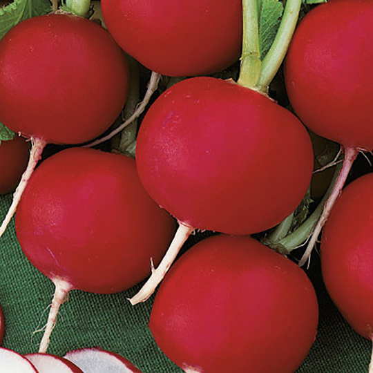 Rädisa Scarlet Globe