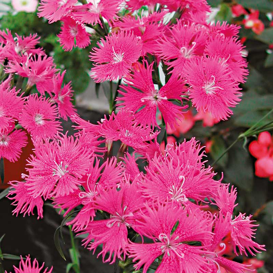 Borstnejlika 'Bouquet'