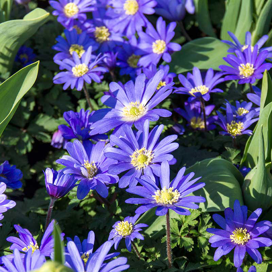 Balkansippa ’Blue Shades’