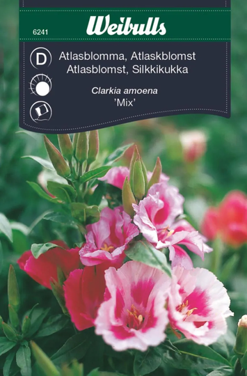 Weibulls Atlasblomma Mix