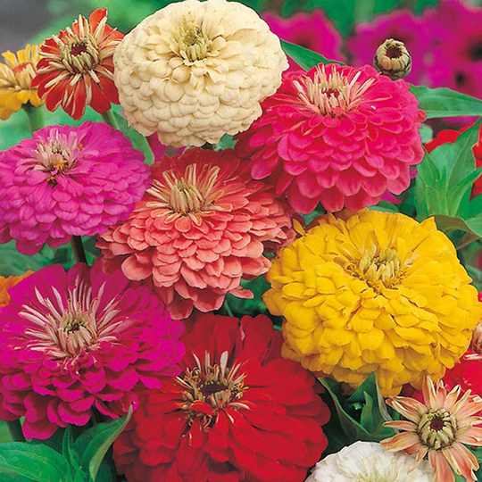 Zinnia 'Early Wonder Mix'