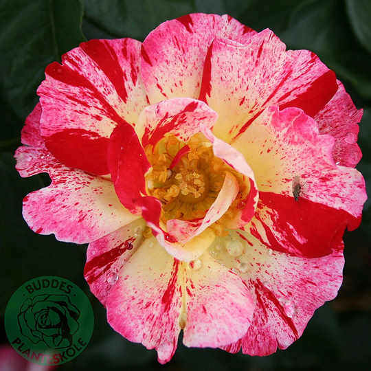 Ros 'Hanky Panky'