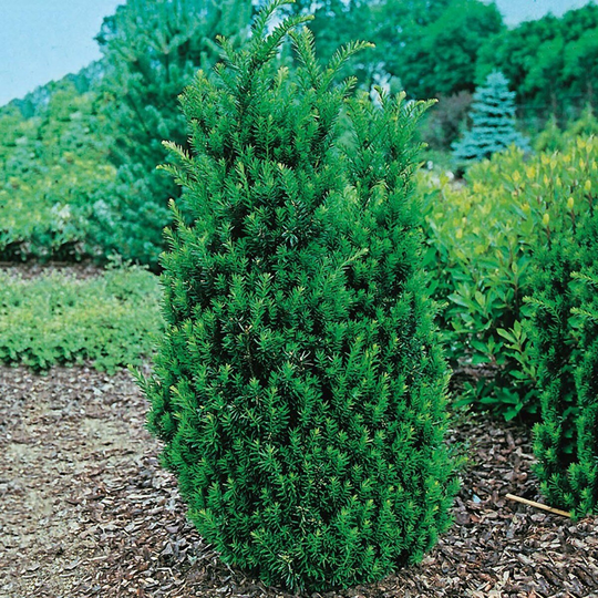 Goliat Hybrididegran Hillii 30-40 cm, 3-pack