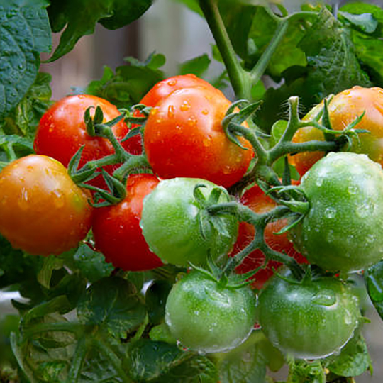 Tomatplanta Minikörsbärstomat 'Tiny Tim'