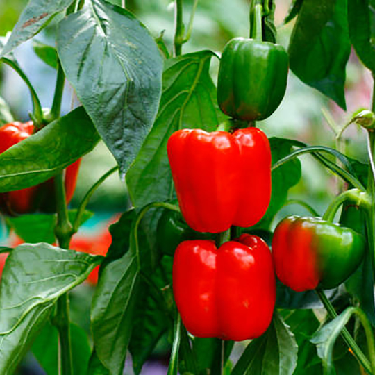 Paprikaplanta Paprika 'Gaon'