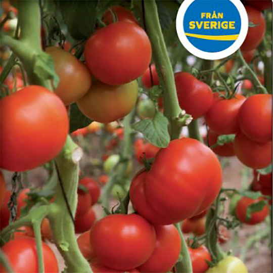 Tomatplanta Växthustomat 'Monfavet'