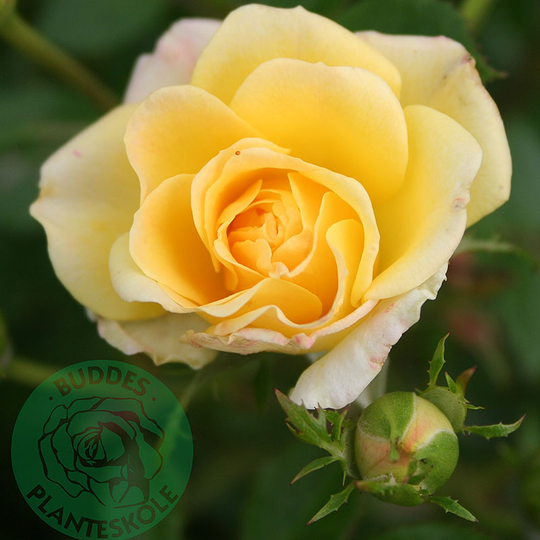Ros 'Yellow Fairy'