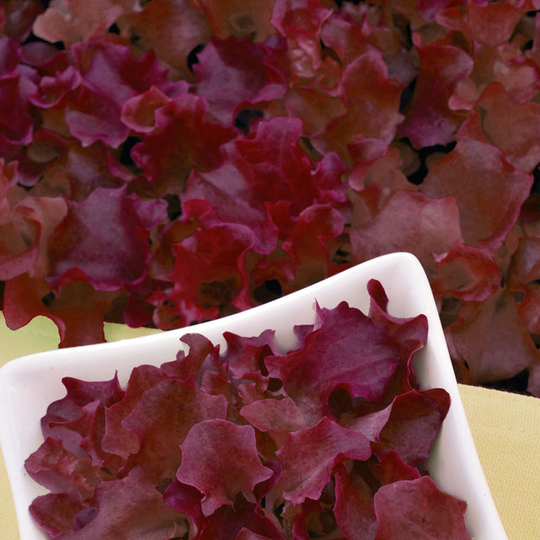 Sallat 'Baby leaf' - Redlo