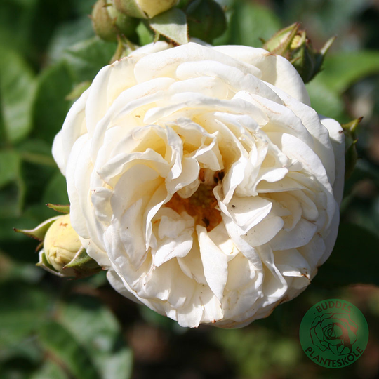 Ros 'Artemis'