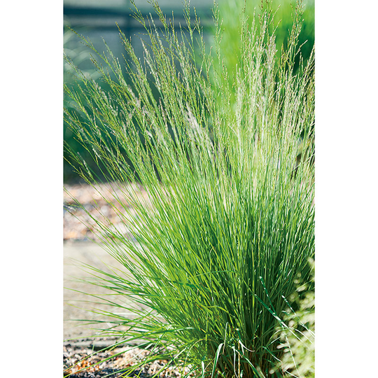 Blåtåtel 'Edith Dudszus', 2L