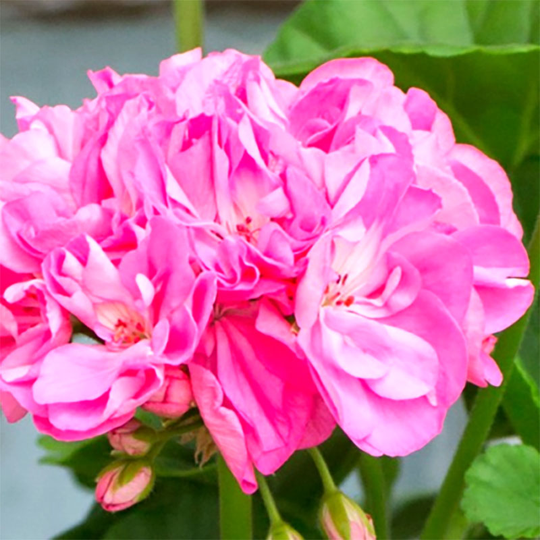 Zonalpelargon 'Shirley Anne'