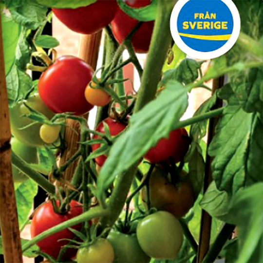 Tomatplanta Busktomat 'Sub Arctic'