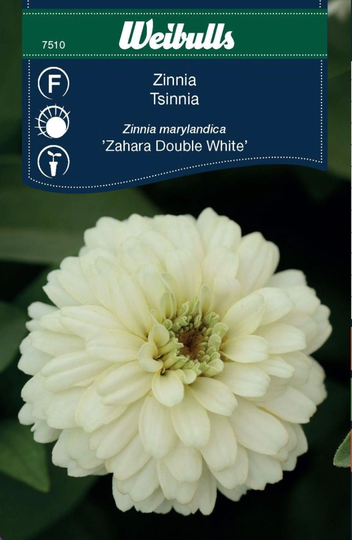Weibulls Zinnia Zahara Double White
