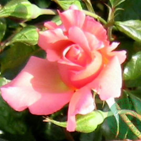 Ros 'Rosenresli'