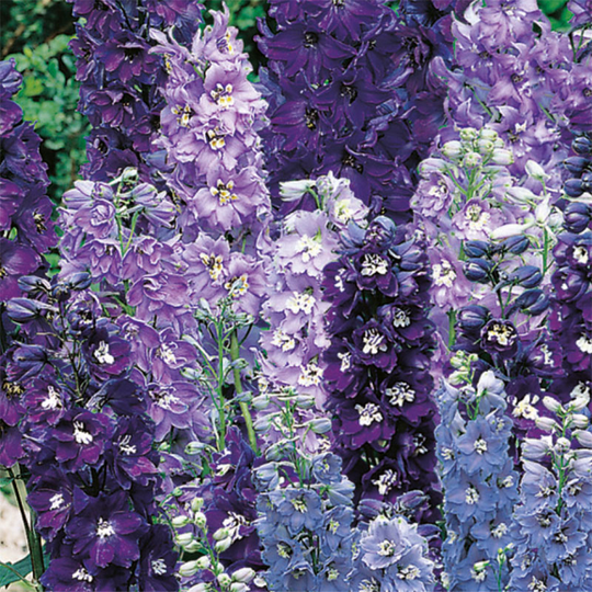 Riddarsporre 'Magic Fountains The Blues'