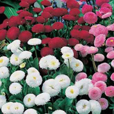 Bellis 'Pomponette Mixed'