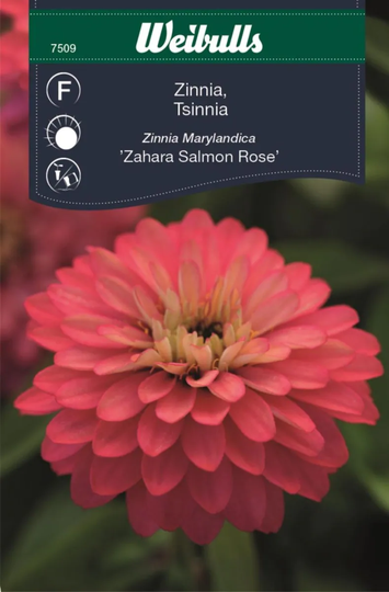 Weibulls Zinnia Zahara Salmon Rose