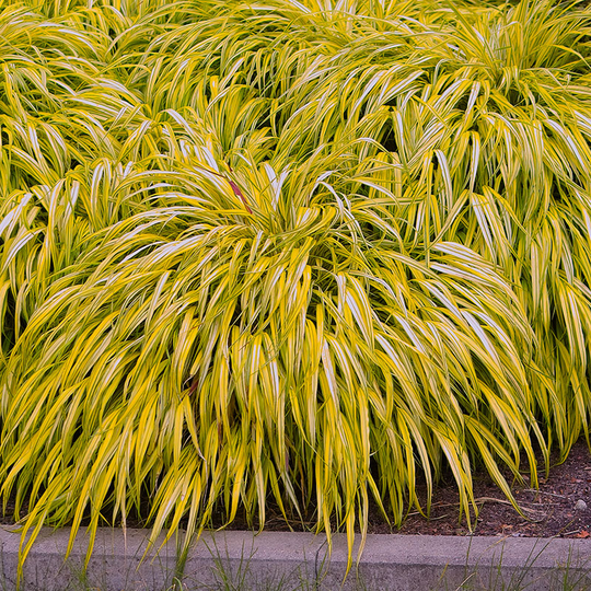Hakonegräs 'Aureola', 2L