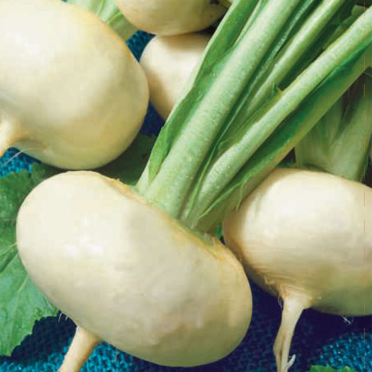 Majrova 'Platte Witte Mei'