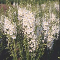 Violkungsljus 'Flush of White'