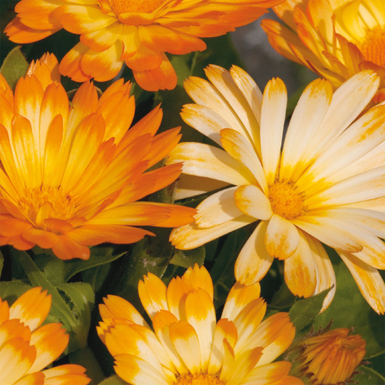 Ringblomma 'Oopsy Daisy'