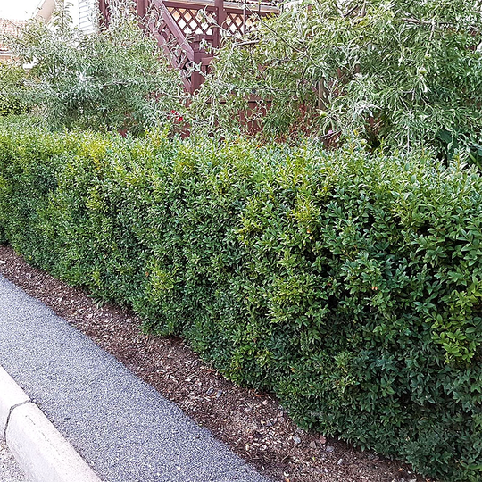 Buxbom sempervirens 10-15 cm, 10-pack