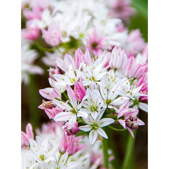 Allium 'Cameleon'