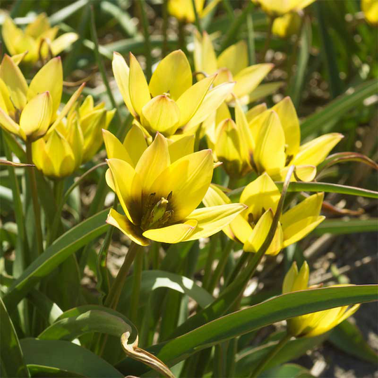 Flocktulpan 'Lucca'