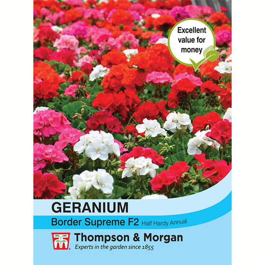 Pelargon 'Border Supreme' F2