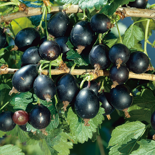 Krusbär 'Josta'