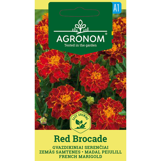 Sammetstagetes 'Red Brocade'
