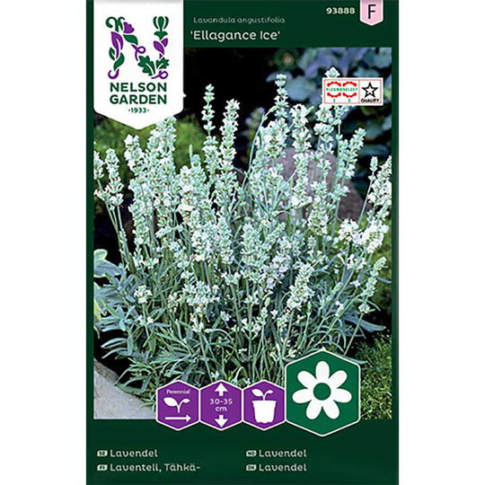 Lavendel 'Ellagance Ice'