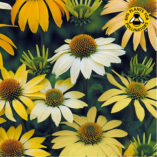 Gul solhatt 'Mellow Yellow'