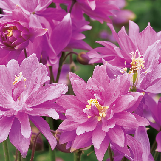 Akleja 'Clementine Rose'