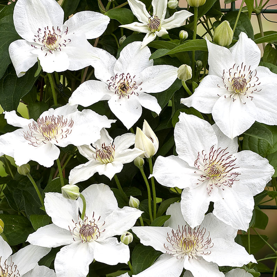 Klematis 'Destiny'