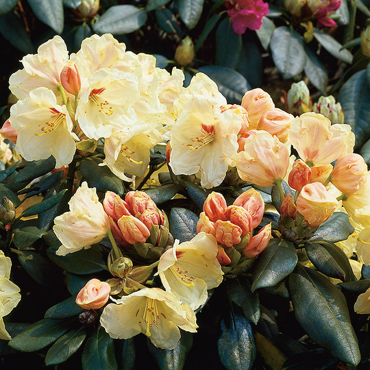 Rhododendron 'Flava'