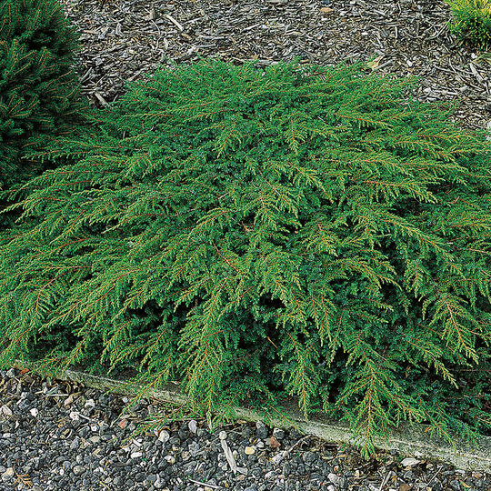 En 'Green Carpet' 30-35 cm