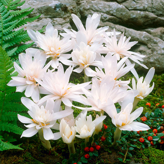 Tidlösa 'Alboplenum'