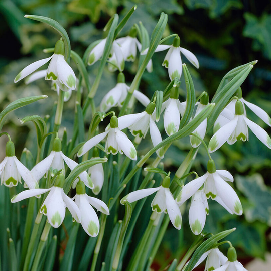 Snödroppe 'Viridi Apice'