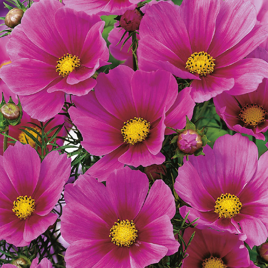Rosenskära 'Versailles Dark Rose'