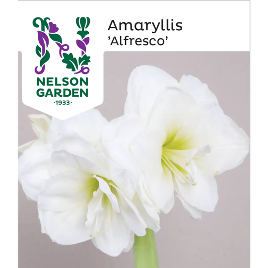 Nelson Garden Amaryllis Alfresco Vit Dubb