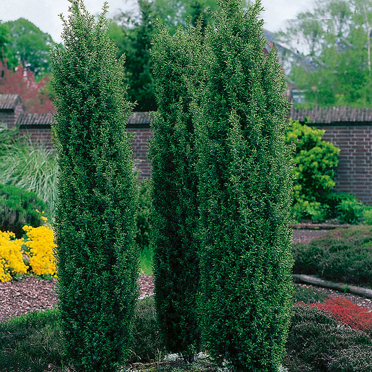 Idegran 'Fastigiata' 50-60 cm