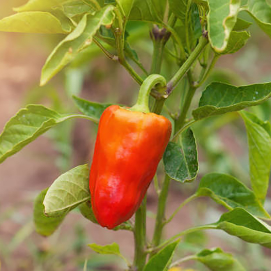 Paprikaplanta Paprika 'Lamuyo'