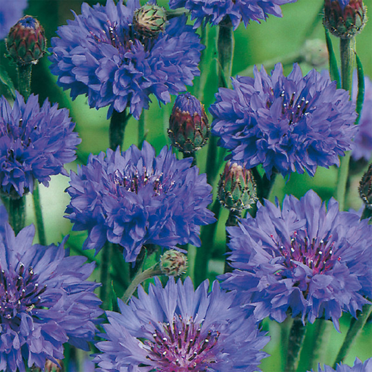 Blåklint 'Blue Ball'