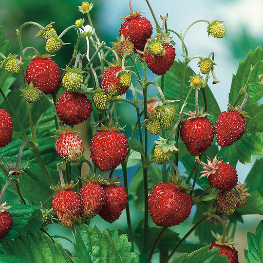 Månadssmultron 'Rügen' 10-pack