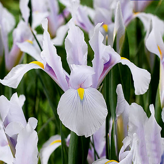 Iris 'Carmen'