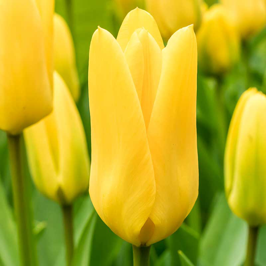 Kejsartulpan ’Candela’
